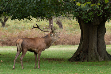 Fototapeta premium Large stag during the rutting season in Bushy Park