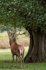 Naklejka na ściany i meble Stag deer by a large tree during the rutting season in Bushy Park