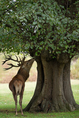 Stag deer by a large tree during the rutting season in Bushy Park