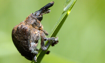 close up of a beetle on a long green leaf