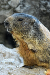marmotta