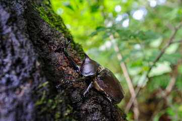 bug on the tree