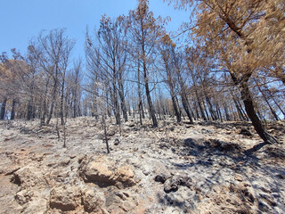 Forest After the  Wildfire in Antalya, Turkey. 