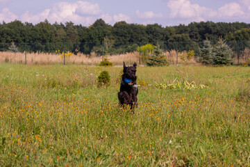 Black schnazuer puppy running with the ball in  the mouth