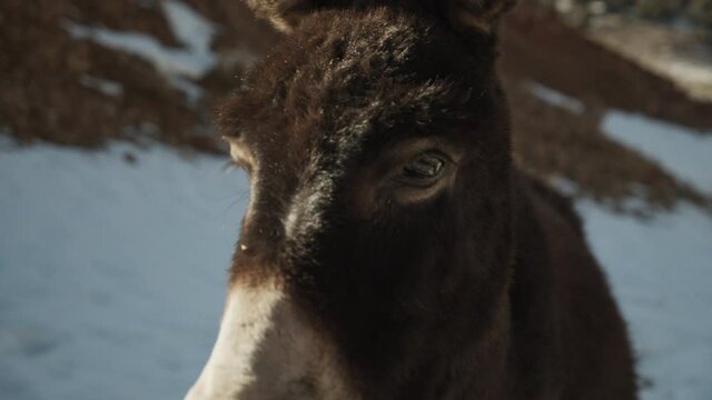 Close-up of animal turning head and looking at camera. Shiny and soft donkey fur in morning. Morocco, Africa