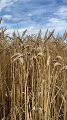 Wheat or corn field