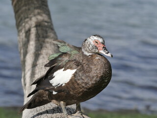 Slepping duck