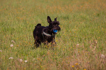 Black schnazuer puppy running with the ball in the mouth