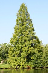 The tall green evergreen tree in the park.