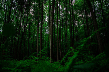 morning in the woods