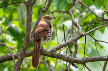 Brown Thrasher (Toxostoma rufum) perched in tree