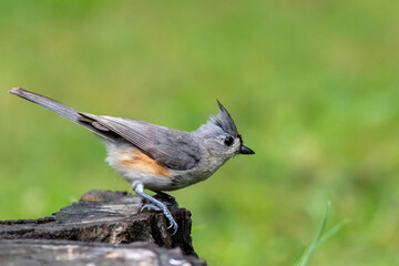 Tufted Titmouse (Baeolophus bicolor) standing on edge of log