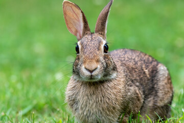 Naklejka na ściany i meble Young Eastern Cottontail Rabbit (Sylvilagus floridanus) closeup in grass soft light