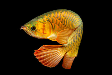 Golden Arowana Fish (Cross Back, Cross Back Golden, CBG)