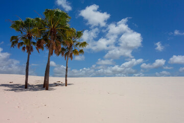 solitary palm trees amidst sand dunes on a sunny day with blue sky