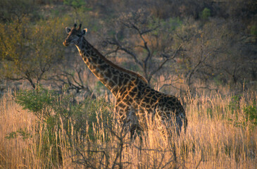 Giraffe