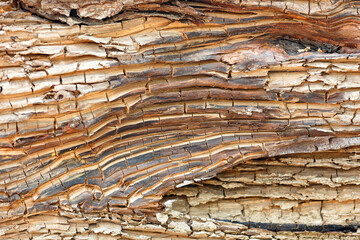 Texture of old cracked fallen tree trunk close-up.