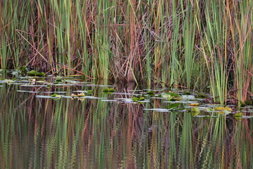 Yellow, red and green swamp grass reflecting in the swamp