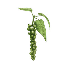 Black pepper plant with leaves and peppercorns. Vector vintage hatching - obrazy, fototapety, plakaty