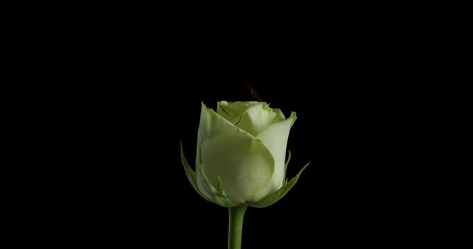 White rose in blossom in the dark. A view of fire in rose white petals on the black background.
