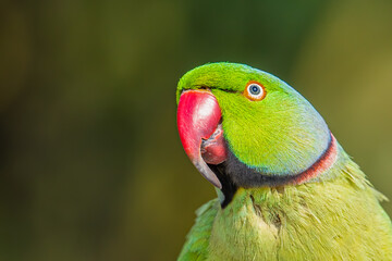 Looking up a rose ringed parrot