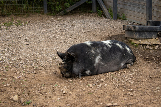 English pig in open pen in farm yard
