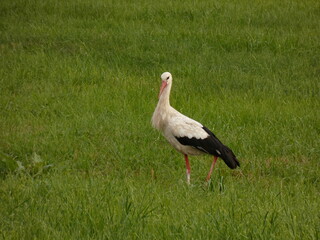 White stork (Ciconia ciconia) standing on green grass, Sianowo, Poland