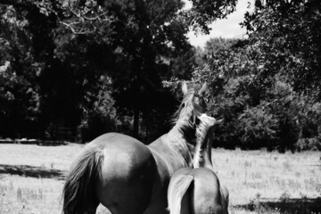 Young horse pester mare in summer field.