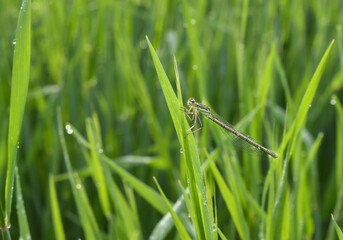 dragonfly on blade of grass macro