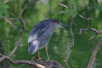 成鳥に成りかけたホシゴイ