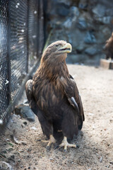 Fototapeta premium Beautiful eagle sitting at the zoo
