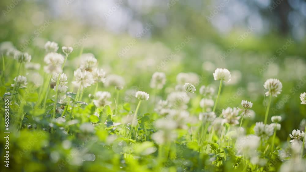 Canvas Prints white clover flowers and grass field and morning summer sun