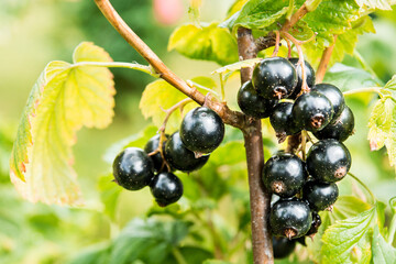 Branch of black currant in the village garden. BIO .