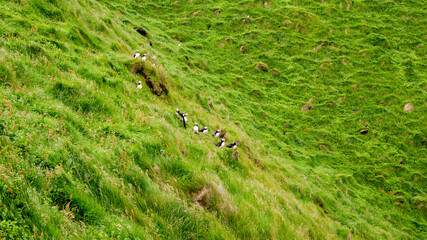 Puffins on Heimaey, Vestmannaeyjar, Westman Islands, Iceland