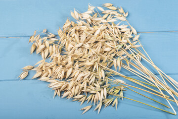 A bouquet of oats in a vase on a blue wooden background. A bunch of oats on a blue wooden background. 
