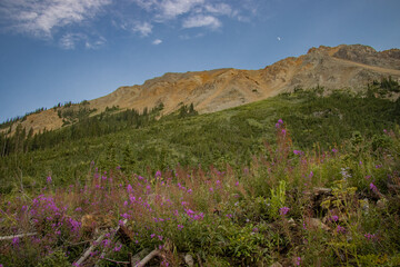 Wildflowers Blooming in Colorado Rocky Mountains