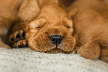 english cocker spaniel dog magical photo of little ginger puppies beautiful light
