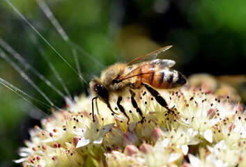 Biene auf einer weißen Fetthenne