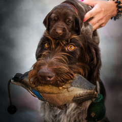 deutsch drahthaar dog cute hunting puppies magic light lovely pet portrait
