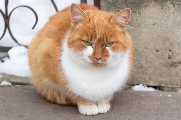 Close up of small red furry cat sitting in winter snowed yard