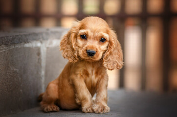 english cocker spaniel dog magical photo of little ginger puppies beautiful light
