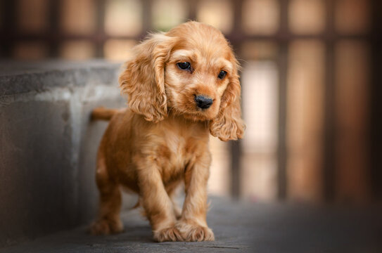 english cocker spaniel dog magical photo of little ginger puppies beautiful light
