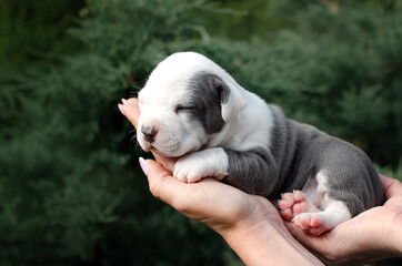 american staffordshire terrier cute puppies pet first photo session summer photos of newborn...
