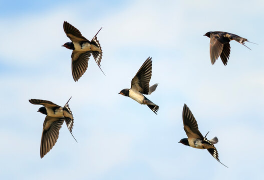  Set Of Birds Village Swallows Fly High Against The Blue Sky