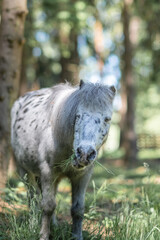 A beautiful old sick pony walks through the summer forest.