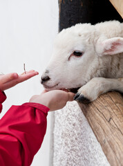 Baby Lamb being fed by child at a petting farm