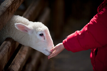 Baby Lamb being fed by child at a petting farm