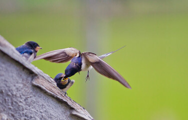 Swallow Feeding the young