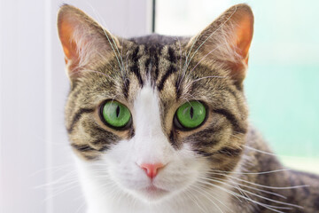 Portrait close-up of domestic striped cat with green eyes