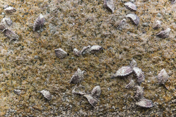 Surface detail of fossilized shells